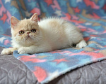 Кошки в Кемерово: Котята экзотики Мальчик, 30 000 руб. - фото 3