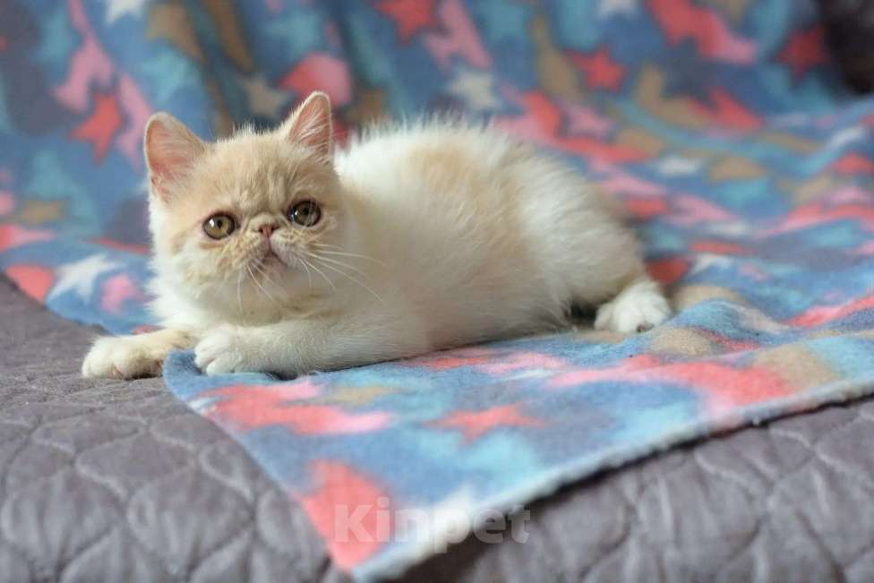 Кошки в Кемерово: Котята экзотики Мальчик, 30 000 руб. - фото 3