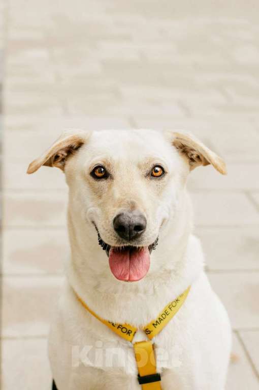 Собаки в Москве: Лабрадуринка Сия ищет дом Девочка, Бесплатно - фото 1