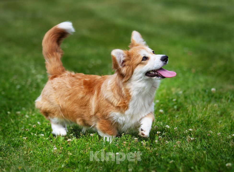 Собаки в Нижнем Новгороде: Питомник предлагает щенков вельш корги пемброк Мальчик, 40 000 руб. - фото 5