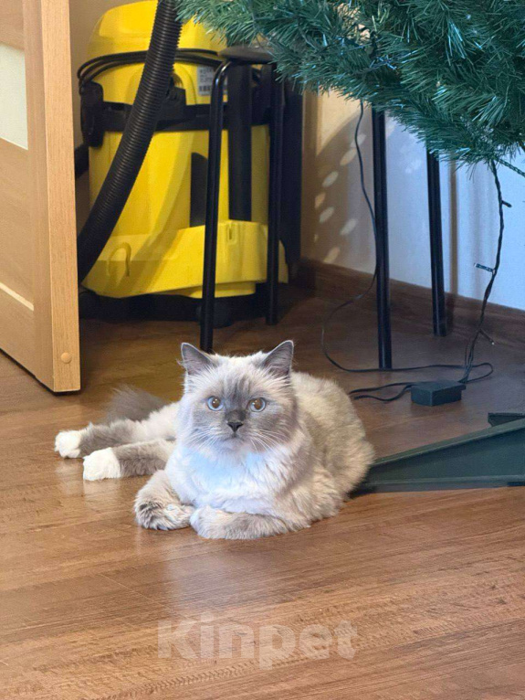 Кошки в Омске: Отдадим в добрые руки в связи с переездом Девочка, Бесплатно - фото 1