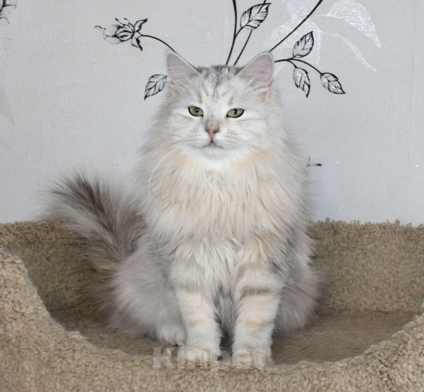 Кошки в Тюмени: Сибирский котёнок Девочка, 15 000 руб. - фото 3