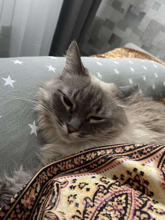 Кошки в Костроме: В добрые руки❤️ Девочка, Бесплатно - фото 4