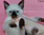 Кошки в Москве: Кошечка Ясса . окрас классический Девочка, 50 руб. - фото 1