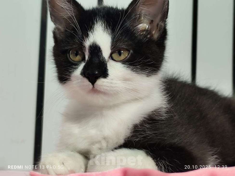 Кошки в Москве: Котенок девочка 2.5 мес. от сибирской кошки Девочка, 1 000 руб. - фото 4