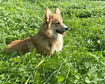 Собаки в Москве: Вельш-корги-пемброк  Мальчик, 35 000 руб. - фото 3