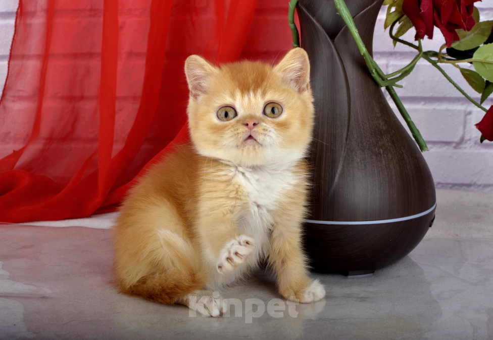 Кошки в Санкт-Петербурге: Британский солнечный котик Мальчик, 55 000 руб. - фото 8