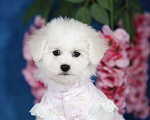 Собаки в Новосибирске: Бишон фризе. Девочка, 150 000 руб. - фото 1