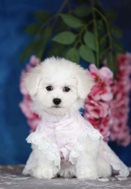 Собаки в Новосибирске: Бишон фризе. Девочка, 150 000 руб. - фото 1