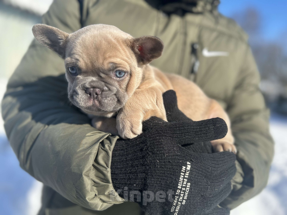 Собаки в Москве: Французский круассан 🥐 Мальчик, 100 000 руб. - фото 3