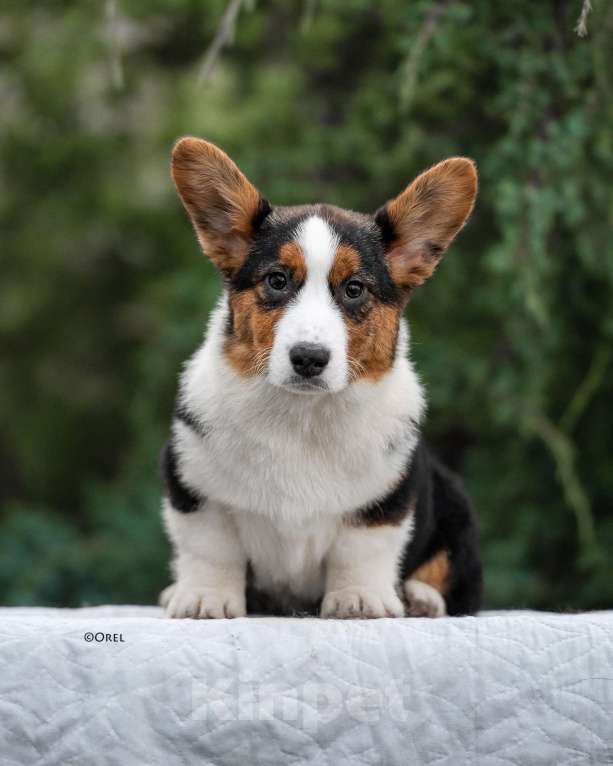 Собаки в других городах Краснодарского края: Щенки вельш корги кардиган Мальчик, 60 000 руб. - фото 9