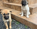 Собаки в Азове: Щенки бесплатно Девочка, Бесплатно - фото 9