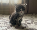 Кошки в других городах Московской области: котёнок в добрые руки Мальчик, Бесплатно - фото 2