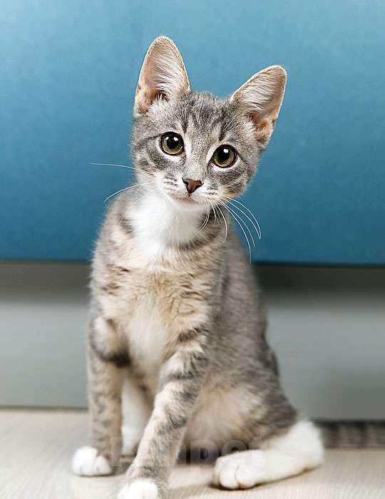 Кошки в Москве: Котёнок Листик, полосатый ангелочек ищет дом Мальчик, 10 руб. - фото 6