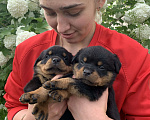 Собаки в Санкт-Петербурге: Щенок Девочка, 50 000 руб. - фото 2