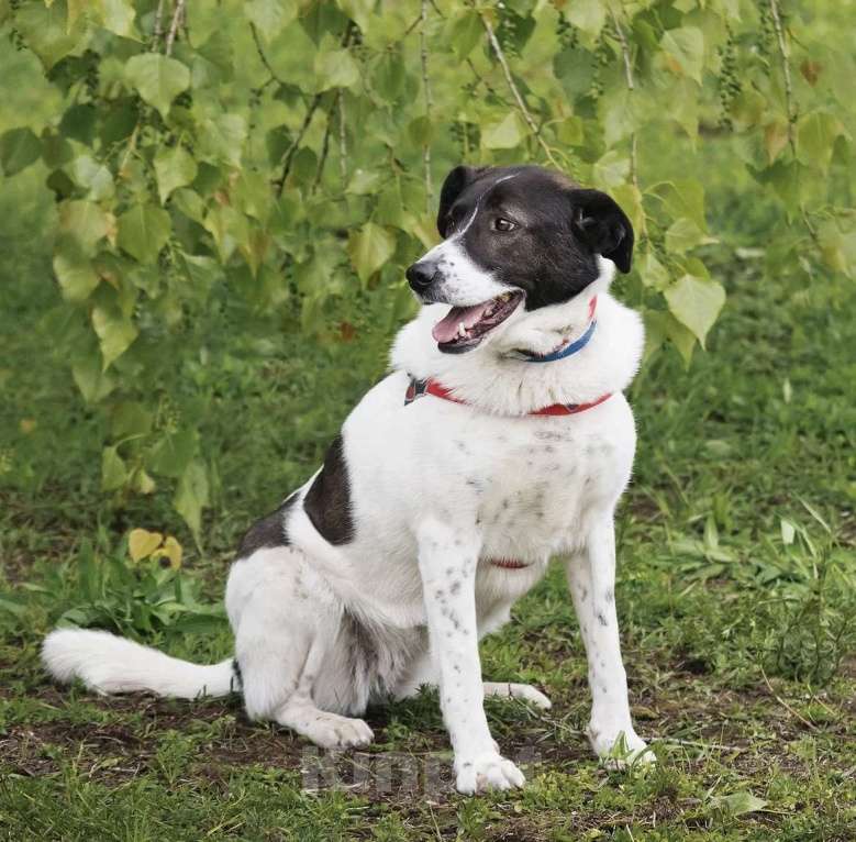 Собаки в Москве: Красавица Штеффи ищет дом. Девочка, Бесплатно - фото 5