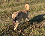 Собаки в Пушкино: Отличный парень Бублик в поиске дома и семьи! Мальчик, 10 руб. - фото 2