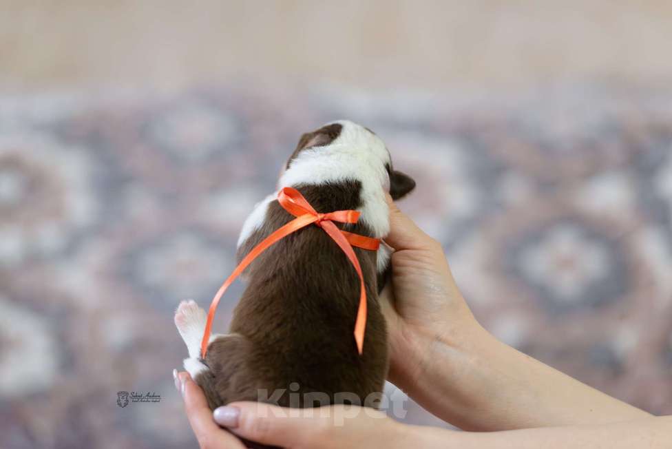 Собаки в Москве: Австралийская овчарка, аусси Мальчик, Бесплатно - фото 2