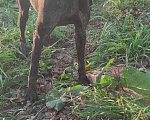 Собаки в Чебоксарах: Найдена собака Девочка, 5 руб. - фото 2