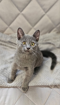 Котёнок Сёма в добрые руки