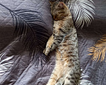 Кошки в Павловском Посаде: Кот Кеша Мальчик, Бесплатно - фото 3