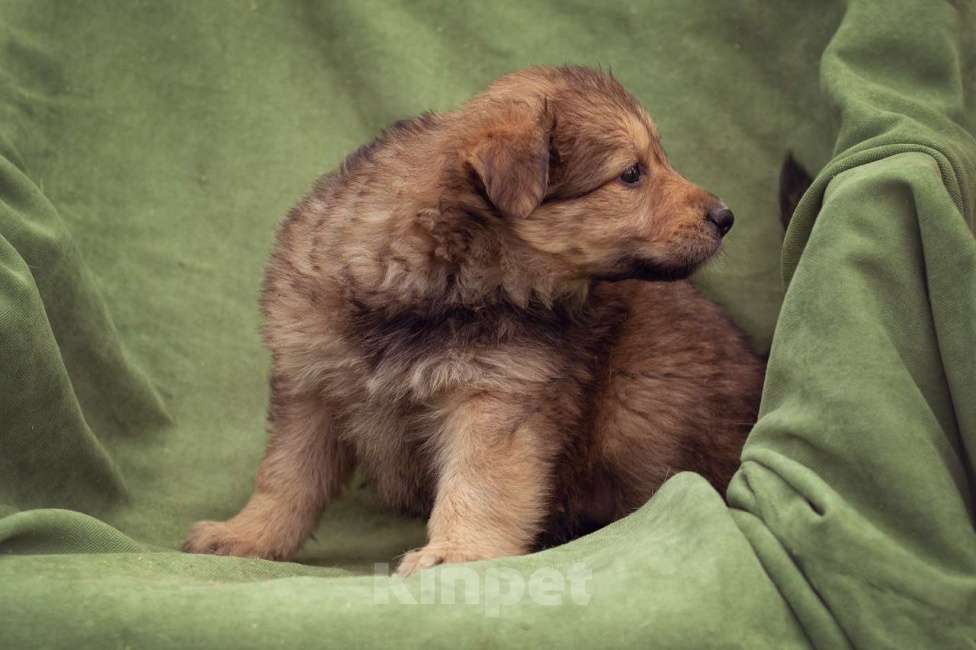 Собаки в Москве: щенок Яшма ищет семью Девочка, Бесплатно - фото 4