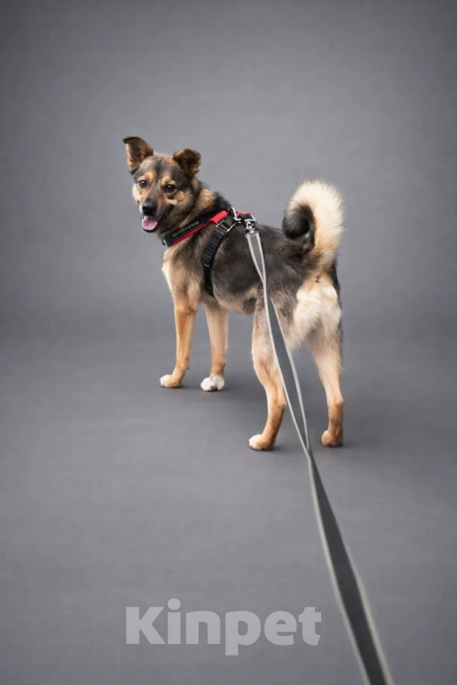 Собаки в Москве: Пеппи Длинныйчулок Девочка, 10 руб. - фото 6