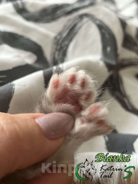 Кошки в Санкт-Петербурге: Девочка Полидакт Девочка, 40 000 руб. - фото 3