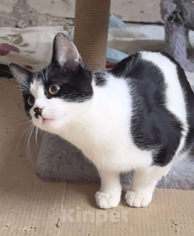 Кошки в Москве: Смешной, милый  котёнок Коржик с мухой на носу ищет дом и семью! Мальчик, Бесплатно - фото 5