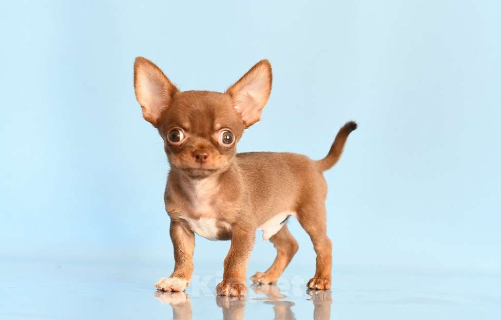 Собаки в Раменском: Арик Мальчик, 55 000 руб. - фото 1