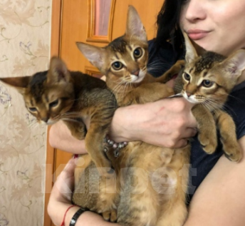 Кошки в других городах Московской области: Котята Чаузи, домашние тигриные львы Мальчик, 20 000 руб. - фото 6