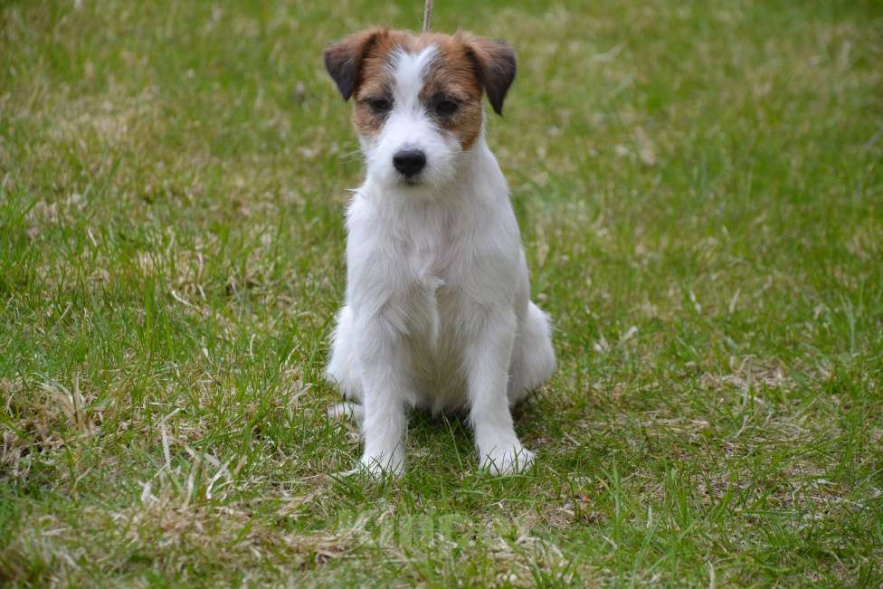 Собаки в Саратове: Девочки джек рассел терьера Девочка, Бесплатно - фото 8