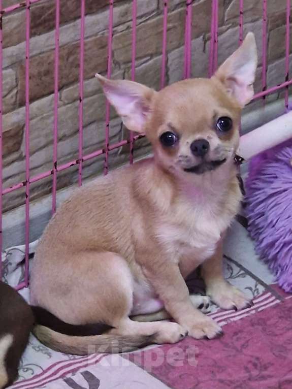 Собаки в Санкт-Петербурге: Мальчик чихуахуа Мальчик, Бесплатно - фото 1