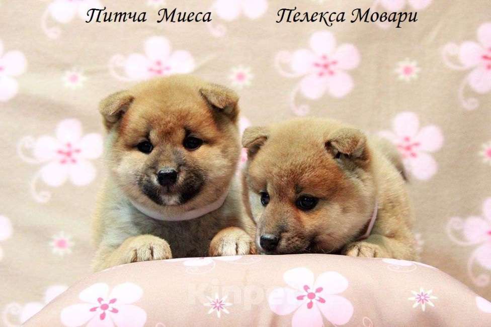 Собаки в Москве: щенки сиба ину (шиба ину) Мальчик, 30 000 руб. - фото 2