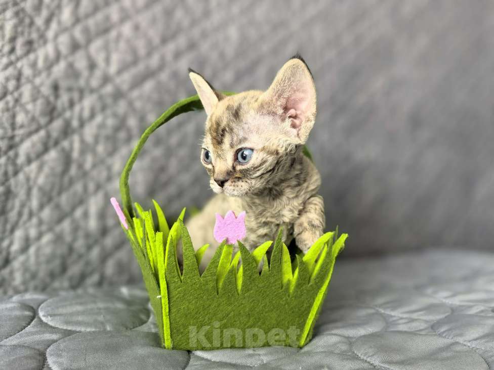 Кошки в Москве: Табированная девочка Девочка, Бесплатно - фото 4