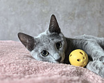 Кошки в Москве: Котята русской голубой Мальчик, Бесплатно - фото 10