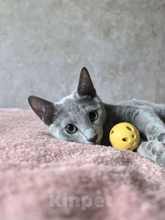 Кошки в Москве: Котята русской голубой Мальчик, Бесплатно - фото 10