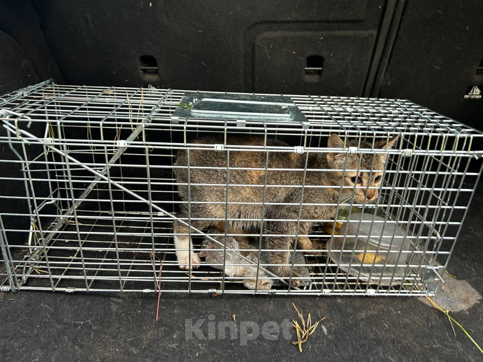 Кошки в других городах Московской области: Котенок Чаузи Девочка, Бесплатно - фото 3