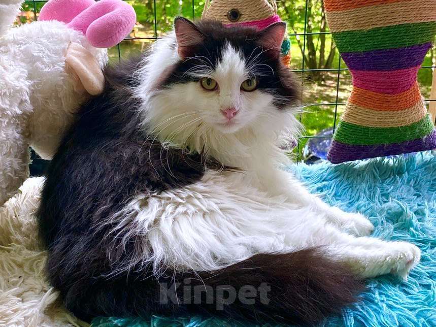 Кошки в Москве: Нежный пушистый красавец Рычардо Мальчик, Бесплатно - фото 5