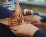 Кошки в Нижнем Новгороде: Котята абиссинской породы Девочка, 35 000 руб. - фото 1