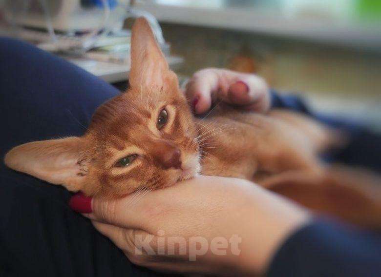 Кошки в Нижнем Новгороде: Котята абиссинской породы Девочка, 35 000 руб. - фото 1