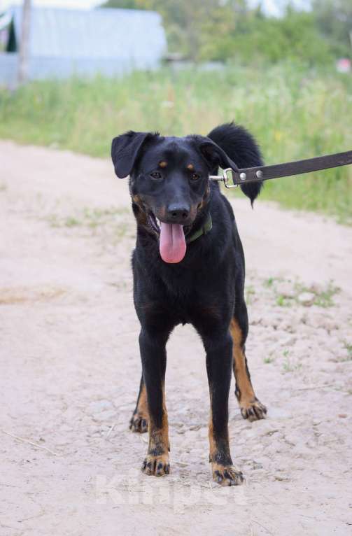 Собаки в Москве: Филу нужен дом  Мальчик, Бесплатно - фото 2