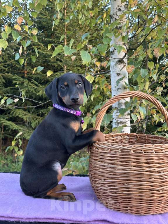 Собаки в Санкт-Петербурге: Щенок Добермана  Девочка, 35 000 руб. - фото 3