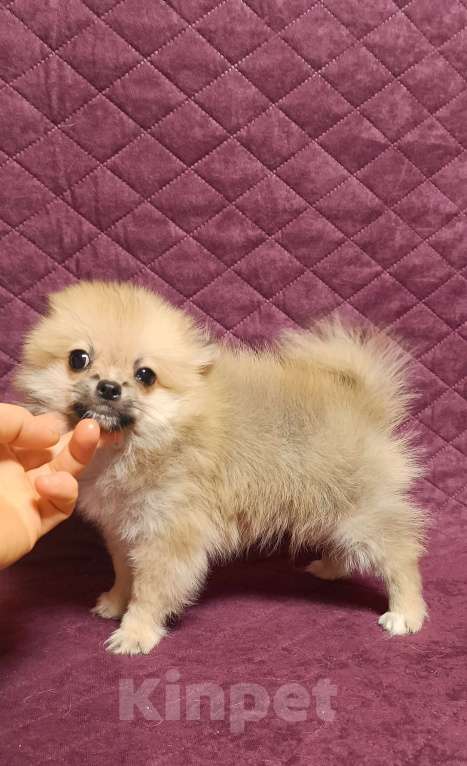 Собаки в Москве: Мини мальчик  Мальчик, 25 000 руб. - фото 5