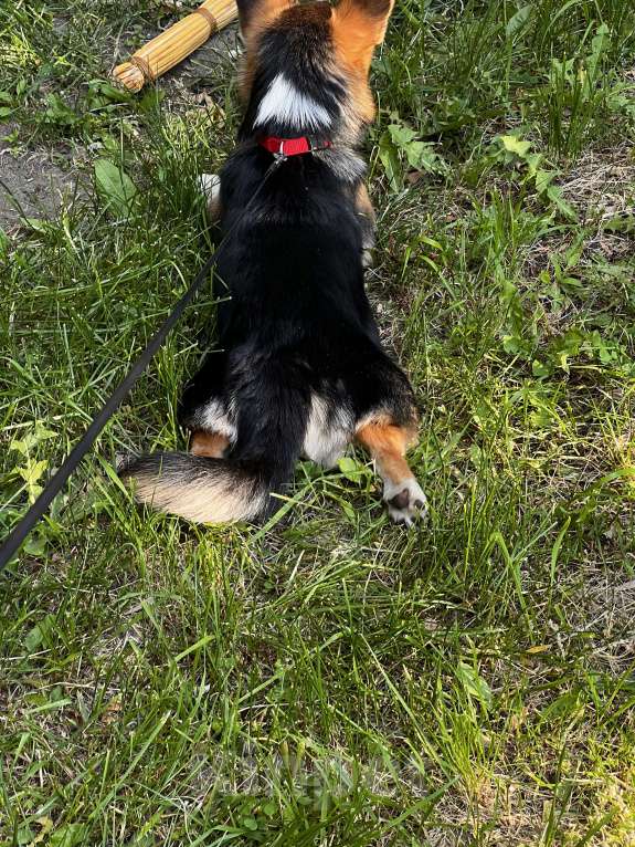 Собаки в Люберцах: В хорошие руки Девочка, 29 000 руб. - фото 4