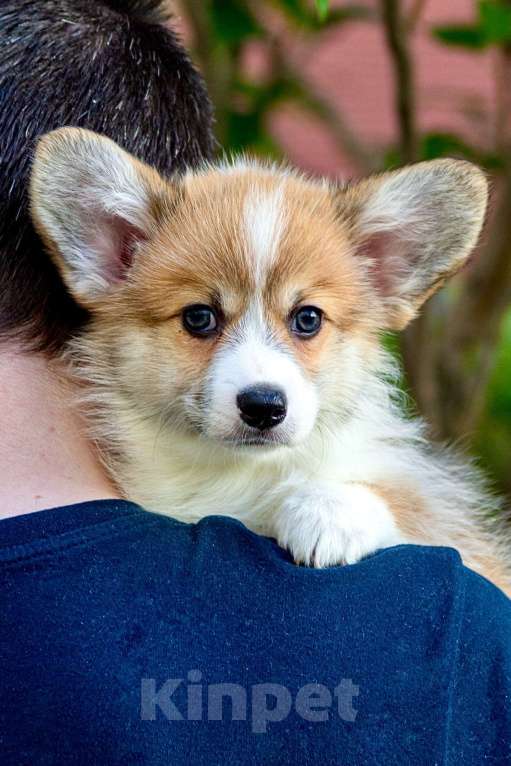 Собаки в Екатеринбурге: Щенки вельш корги пемброк Мальчик, 70 000 руб. - фото 8