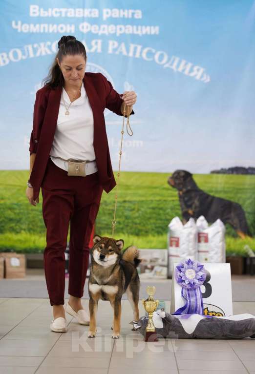 Собаки в Москве: Невероятный сиба ину Мальчик, Бесплатно - фото 6