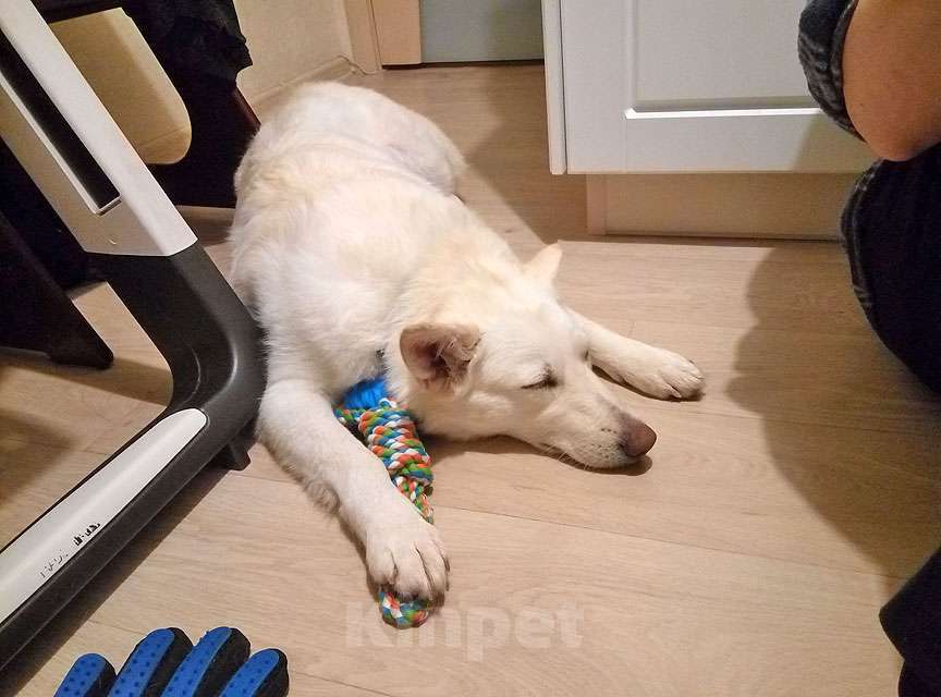 Собаки в Москве: В добрые руки Чиффа, собака, о которой мечтают, но редко находят Девочка, 10 руб. - фото 2