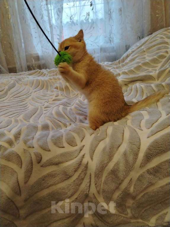 Кошки в Москве: Золотая шиншилла Мальчик, 40 000 руб. - фото 4