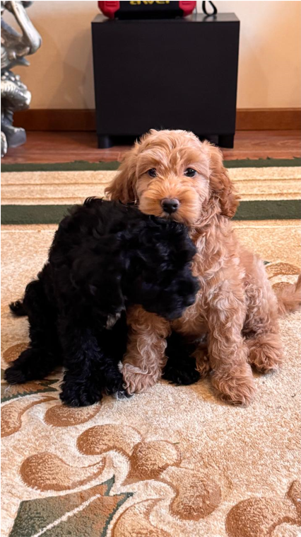 Собаки в Лабинске: Продаю щенят пуделя Мальчик, 30 000 руб. - фото 4